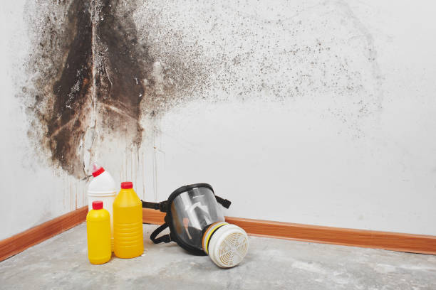 Best Office Mold Removal Services  in Argentine, MI