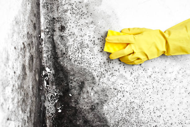 Best Mold Removal and Inspection  in Argentine, MI