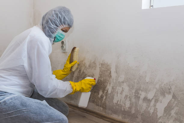 Best Certified Mold Removal  in Argentine, MI