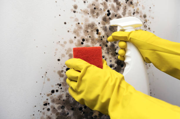 Best Emergency Mold Removal  in Argentine, MI