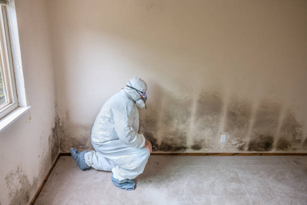 Best Toxic Mold Removal  in Argentine, MI