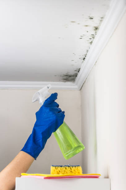 Best Mold Cleaning Services  in Argentine, MI